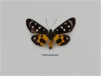 藏品(夜蛾645)的圖片